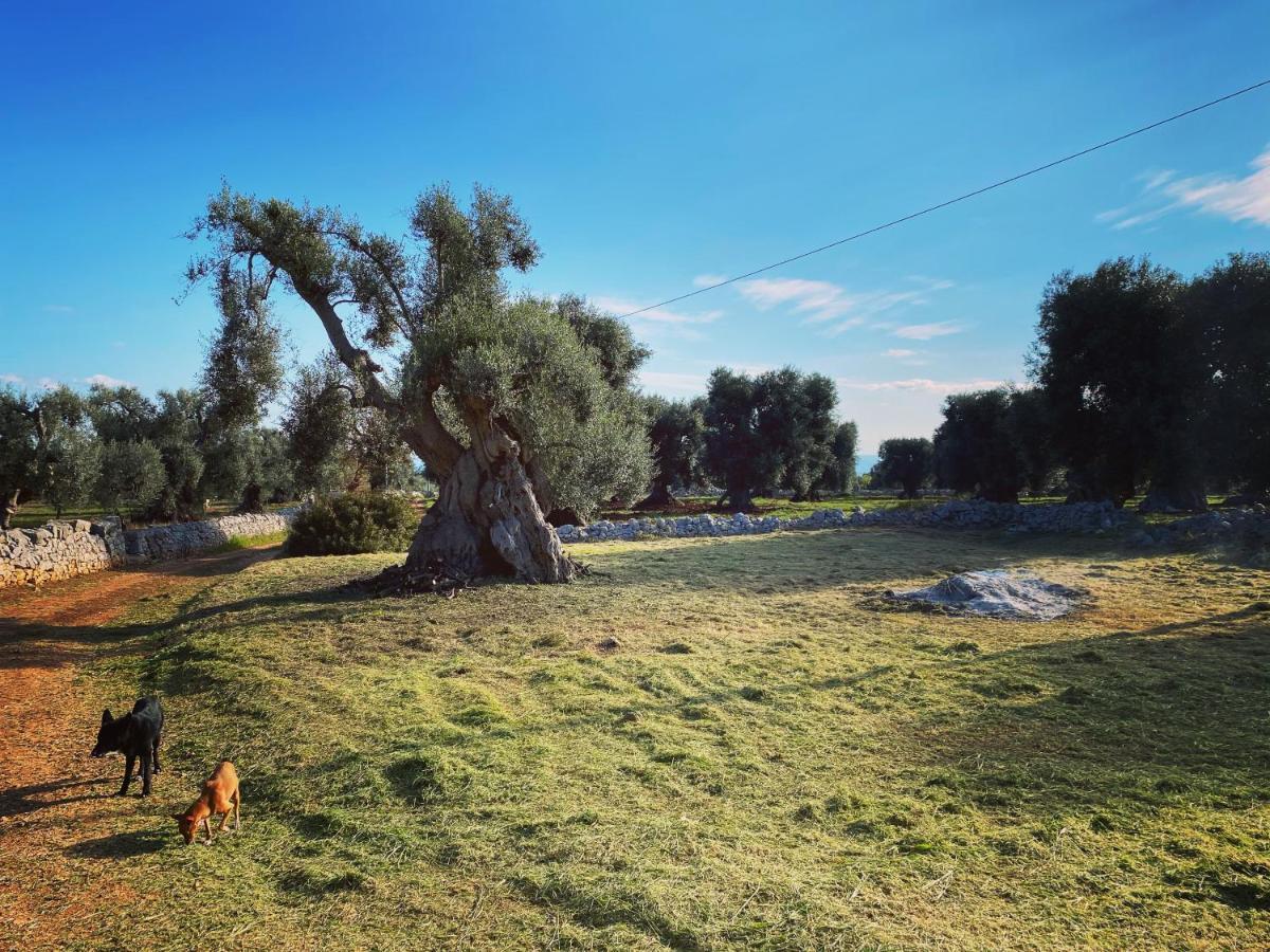 Bed and Breakfast La Guendalina Masseria E Casa Particular Monopoli Zewnętrze zdjęcie